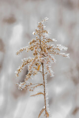Ice crystals cover a dried goldenrod plant in the winter.