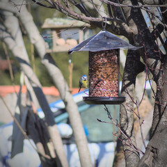 mésange bleue (cyanistes caeruleus) en europe mangeant des des graines sur une mangeoire à oiseau dans un petit jardin (passeraux)