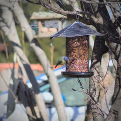 mésange bleue (cyanistes caeruleus) en europe mangeant des des graines sur une mangeoire à oiseau dans un petit jardin (passeraux)