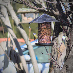 mésange bleue (cyanistes caeruleus) en europe mangeant des des graines sur une mangeoire à oiseau...