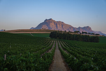 Vineyard landscape at sunset with mountains in Stellenbosch, near Cape Town, South Africa. wine...