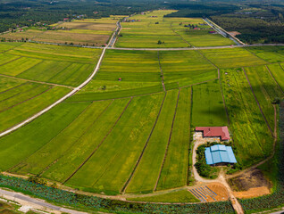 Obraz premium Aerial drone view of green paddy fields in Sungai Rambai, Melaka, Malaysia.