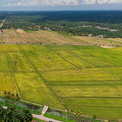 Aerial drone view of green paddy fields in Sungai Rambai, Melaka, Malaysia.