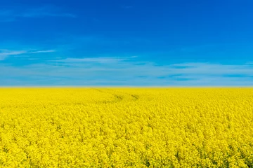 Deurstickers Landschap lijkt op Oekraïense nationale vlag. Blauwe hemel en het gele landschap van het bloemgebied grafisch met de vlagkleuren van de Oekraïne. © uskarp2