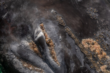Gray whale (Eschrichtius robustus) blow hole (nostrils) with whale lice and parasitic barnacles on the surface off the coast of Baja California, Mexic