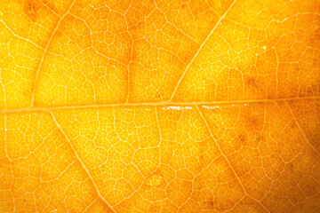 Macro photo of microscopic organic autumn foliage. yellow leaf texture background.
