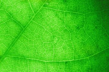 Macro photo of microscopic organic foliage. green leaf texture background.
