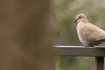 dove 