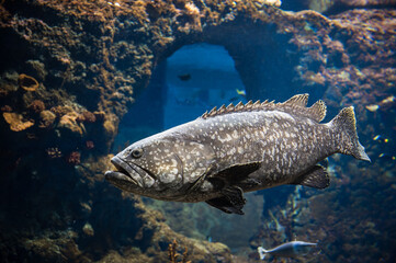 Big fish Itajara goliat in huge aquarium