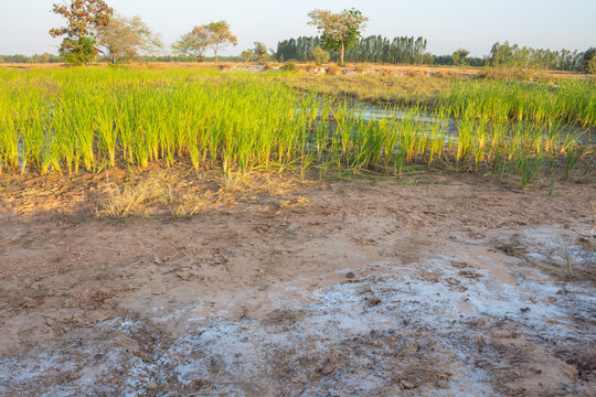 saline soil