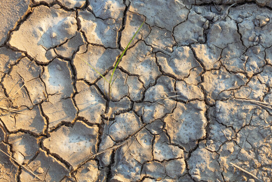 saline soil