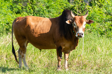 Cows stand in the meadow. Farmers raise them in the fields. daytime, closeup