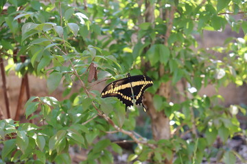 butterfly on leaf
