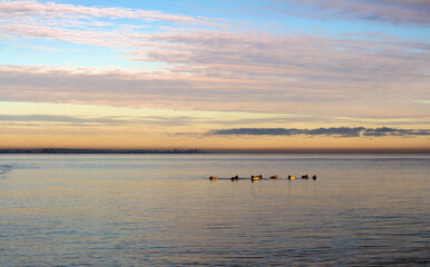 Obraz na płótnie Canvas A flock of wild ducks in the sea