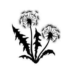 Isolated black dandelion silhouette. Wildflower scene. Summer grass drawing. Plant graphic