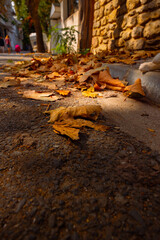 Autumn background. Close up view of fallen leaves on the road