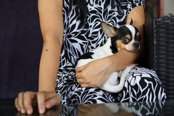 Chihuahua dog sits on the owner's lap