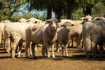 sheep herd