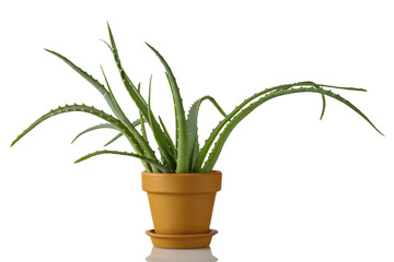 Aloe Vera plant in pot isolated on white background. Skin care and health concept.
