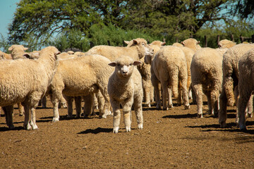 Fototapeta premium sheep