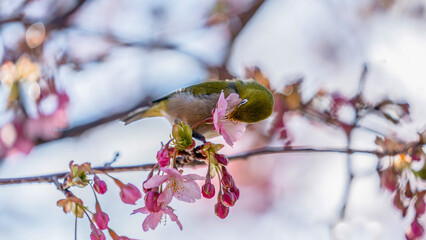A Warbling white-eye eating cherry blossom nectar