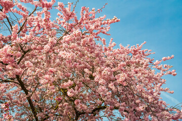 Beautiful close-up view of a cherry tree crown with numerous Japanese ornamental cherry blossoms (Prunus serrulata) on its branches in spring in the famous garden of Schwetzingen Palace in Germany.