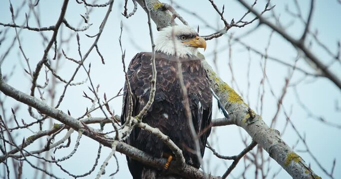 Bald Eagle sitting still in bare tree branches