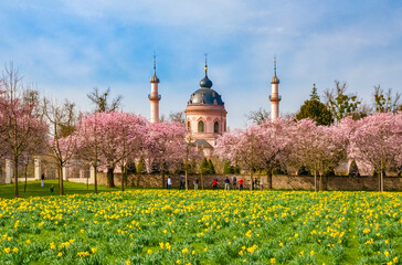 Lovely view of a row of blooming Japanese ornamental cherry trees (Prunus serrulata) and a field of...