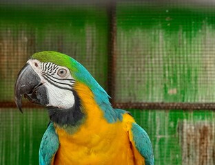 A side view of beautiful blue and yellow macaw.