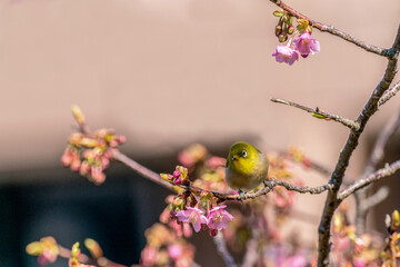 Spring Messenger（Warbling white-eye）