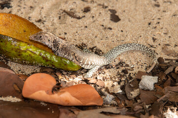 Ameive de PLée de Saint Martin , Lézard, Pholidoscelis plei analiferus, Ile Saint Martin, Petites Antilles