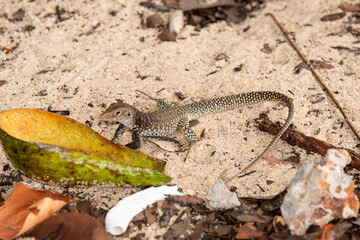 Ameive de PLée de Saint Martin , Lézard, Pholidoscelis plei analiferus, Ile Saint Martin, Petites Antilles