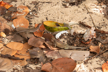 Ameive de PLée de Saint Martin , Lézard, Pholidoscelis plei analiferus, Ile Saint Martin, Petites Antilles