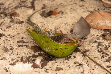 Ameive de PLée de Saint Martin , Lézard, Pholidoscelis plei analiferus, Ile Saint Martin, Petites Antilles