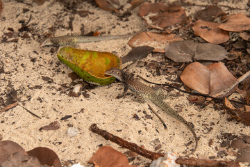 Ameive de PLée de Saint Martin , Lézard, Pholidoscelis plei analiferus, Ile Saint Martin, Petites Antilles