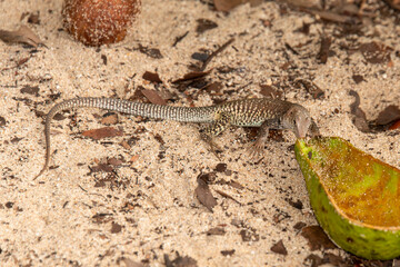 Ameive de PLée de Saint Martin , Lézard, Pholidoscelis plei analiferus, Ile Saint Martin, Petites Antilles