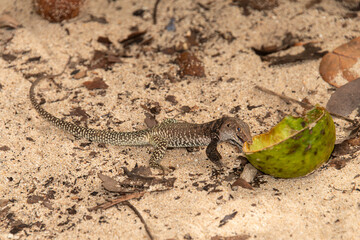 Ameive de PLée de Saint Martin , Lézard, Pholidoscelis plei analiferus, Ile Saint Martin, Petites Antilles