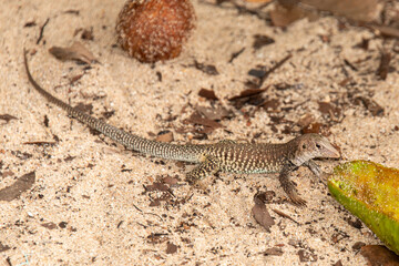Ameive de PLée de Saint Martin , Lézard, Pholidoscelis plei analiferus, Ile Saint Martin, Petites Antilles