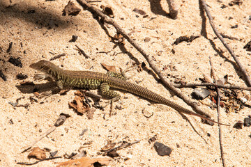 Ameive de PLée de Saint Martin , Lézard, Pholidoscelis plei analiferus, Ile Saint Martin, Petites Antilles