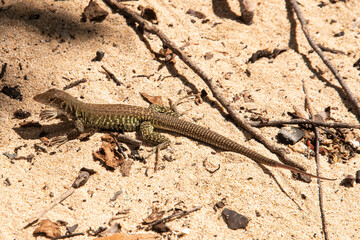 Ameive de PLée de Saint Martin , Lézard, Pholidoscelis plei analiferus, Ile Saint Martin, Petites Antilles