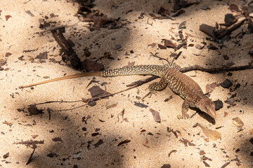 Ameive de PLée de Saint Martin , Lézard, Pholidoscelis plei analiferus, Ile Saint Martin, Petites Antilles