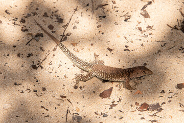 Ameive de PLée de Saint Martin , Lézard, Pholidoscelis plei analiferus, Ile Saint Martin, Petites Antilles