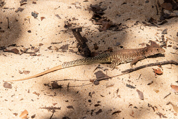 Ameive de PLée de Saint Martin , Lézard, Pholidoscelis plei analiferus, Ile Saint Martin, Petites Antilles