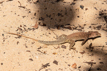 Ameive de PLée de Saint Martin , Lézard, Pholidoscelis plei analiferus, Ile Saint Martin, Petites Antilles