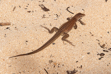 Ameive de PLée de Saint Martin , Lézard, Pholidoscelis plei analiferus, Ile Saint Martin, Petites...