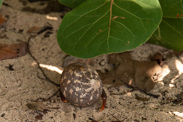 Obraz premium Bernard l'hermite terrestre, Pagure, Coenobita clypeatus, Ile de Saint Martin, Petites Antilles