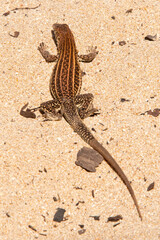Ameive de PLée de Saint Martin , Lézard, Pholidoscelis plei analiferus, Ile Saint Martin, Petites Antilles