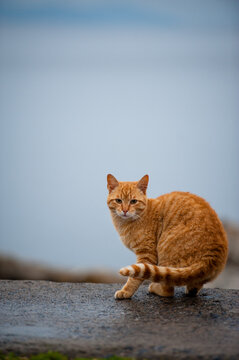 A red cat stands on the waterfront in Istanbul
