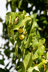 Obraz premium Mancenillier, Médecinier, Hippomane mancinella, Ile de Saint Martin, Petites Antilles