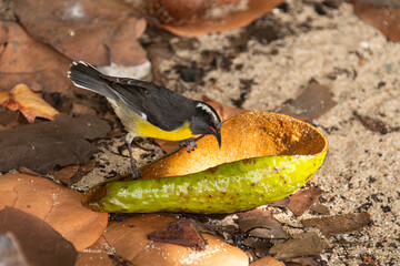 Sucrier à ventre jaune,.Coereba flaveola, Bananaquit